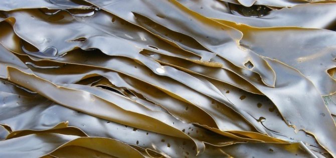 1. Бурые морские водоросли