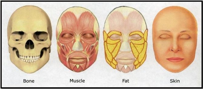 анатомия лица
