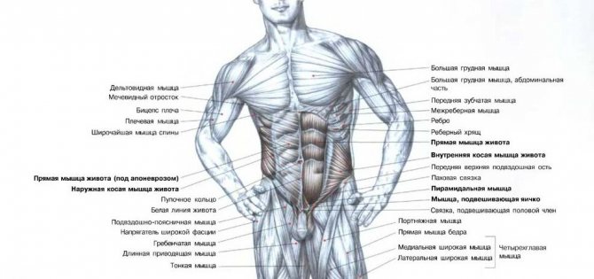 Анатомия мышц пресса