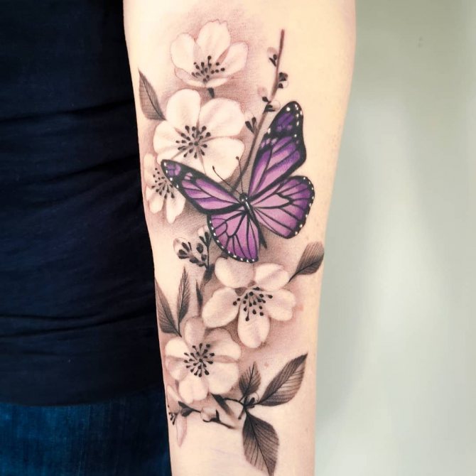 Бабочка Сидящая на Цветках Сакуры