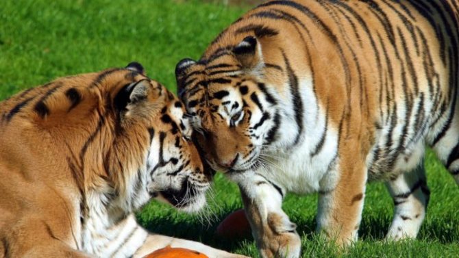Брачный период тигров