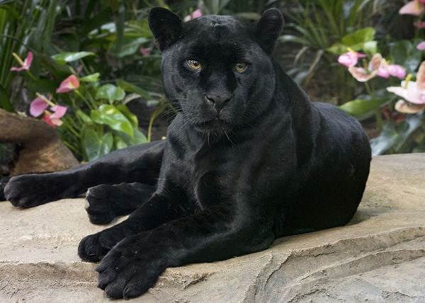 Чёрная-пантера-Описание-особенности-образ-жизни-и-среда-обитания-10