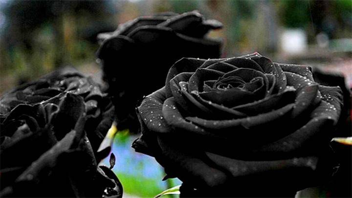 Черная роза что значит