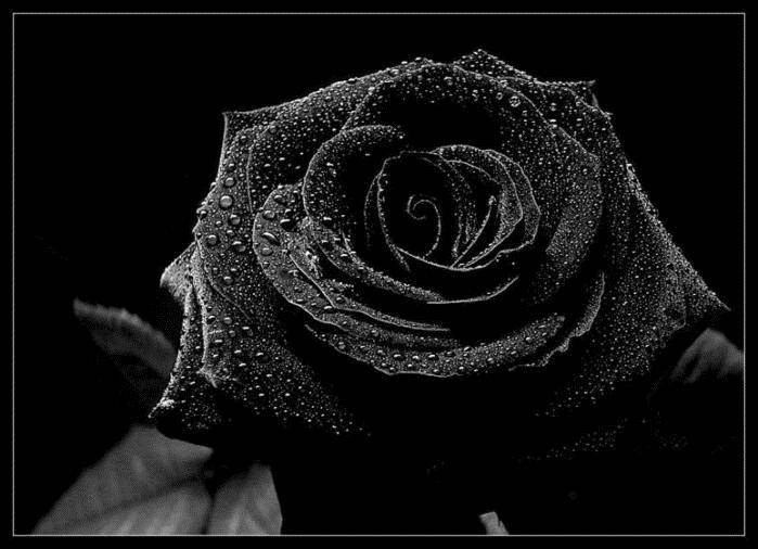 Черная роза что значит