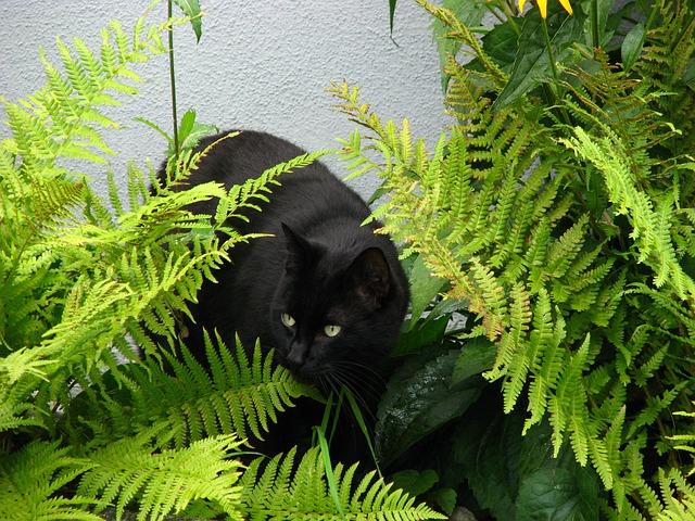 Чёрный кот в засаде