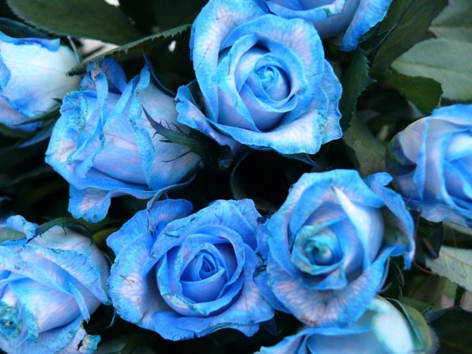 что означают синие розы