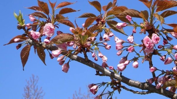 Цветение символа Японии сакуры. Фото, даты, праздник цветения, туры