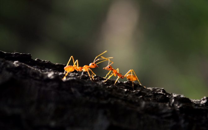два муравья