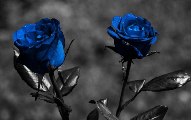Две синие розы