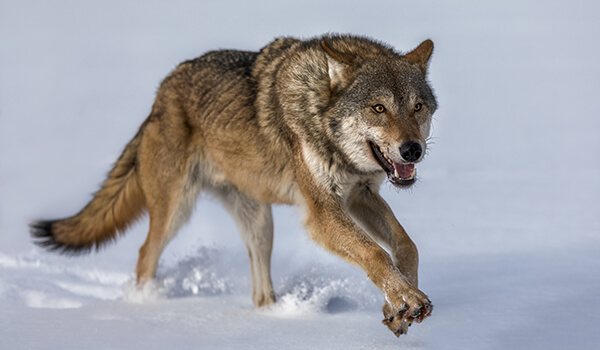 Фото: Серый волк зимой