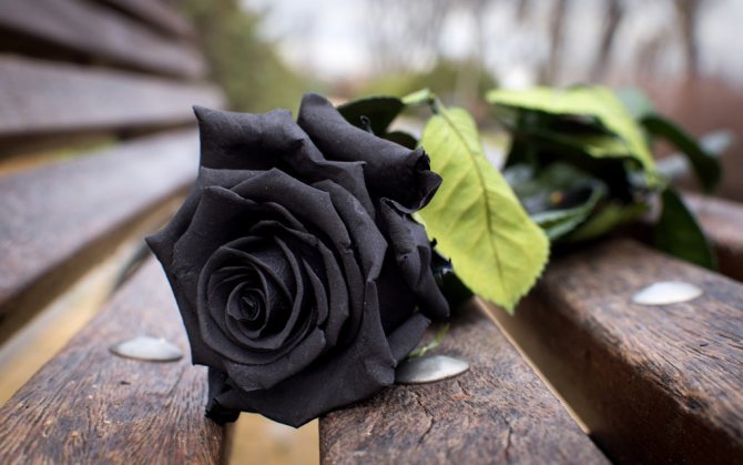 К чему дарят черные розы: плохая примета или хорошая