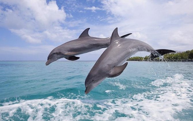 К чему снится дельфин по сонникам Ванги, Нострадамуса