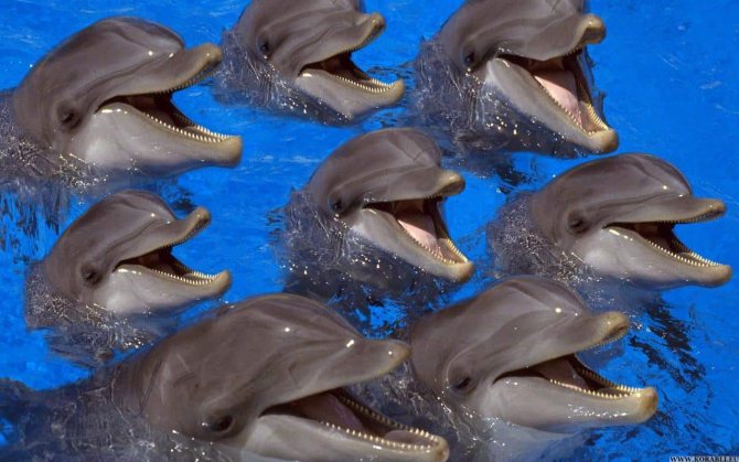 К чему снится дельфин по сонникам Ванги Нострадамуса