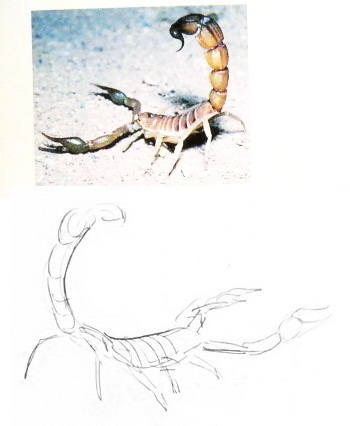 Как нарисовать скорпиона 13