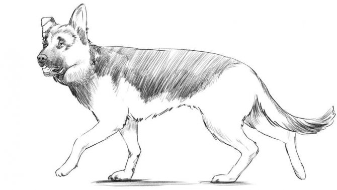 Как нарисовать собаку пошагово