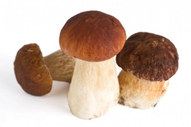 Как правильно готовить лесные грибы