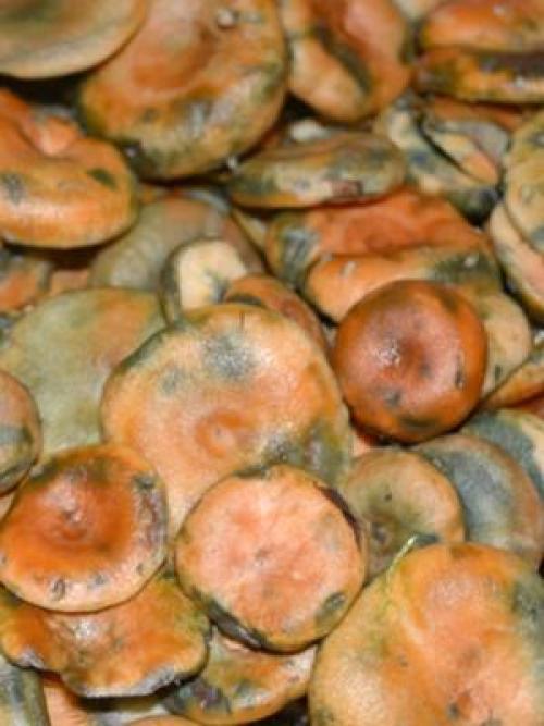 Как спасти соленые грибы. Как можно реанимировать забродившие засоленные рыжики?