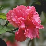 китайская роза цветок смерти почему