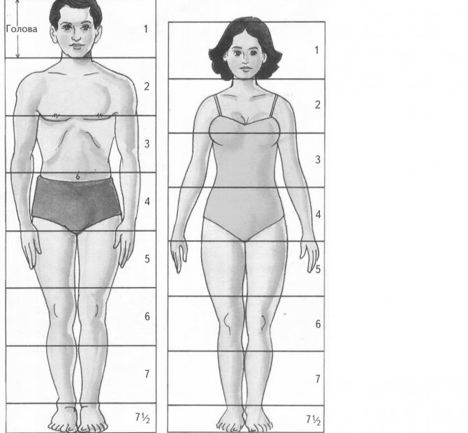 Классические пропорции тела
