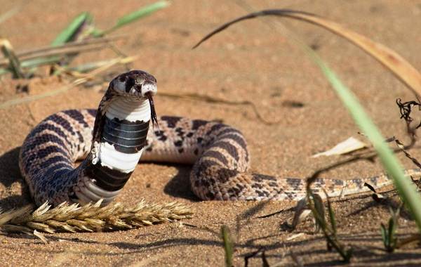 Кобра-змея-Описание-особенности-виды-образ-жизни-и-среда-обитания-кобры-19