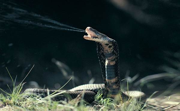 Кобра-змея-Описание-особенности-виды-образ-жизни-и-среда-обитания-кобры-14
