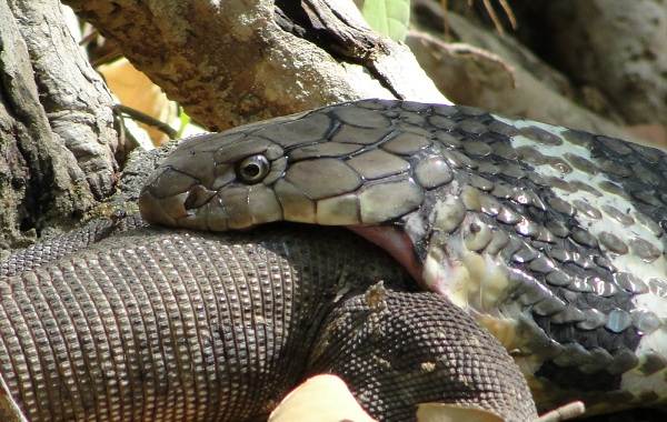 Кобра-змея-Описание-особенности-виды-образ-жизни-и-среда-обитания-кобры-15