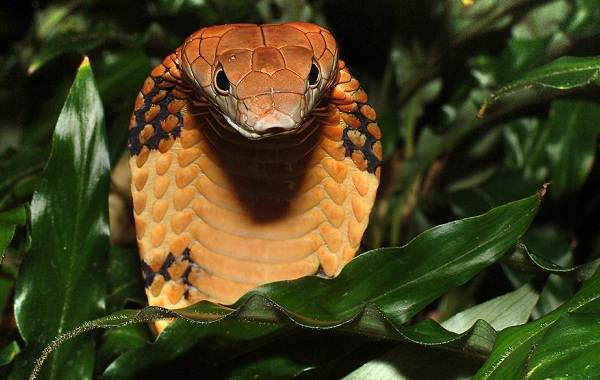 Кобра-змея-Описание-особенности-виды-образ-жизни-и-среда-обитания-кобры-10