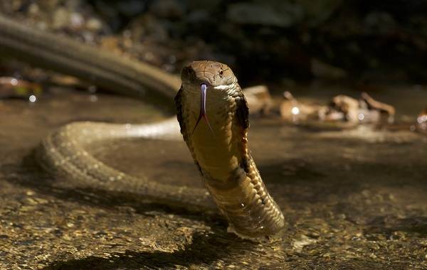 Кобра-змея-Описание-особенности-виды-образ-жизни-и-среда-обитания-кобры-8
