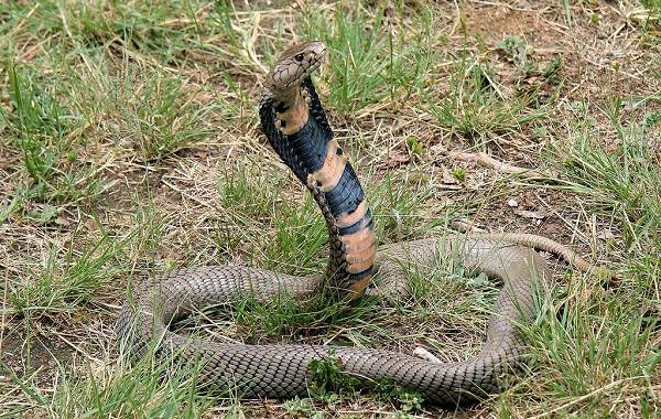 Кобра-змея-Описание-особенности-виды-образ-жизни-и-среда-обитания-кобры-9