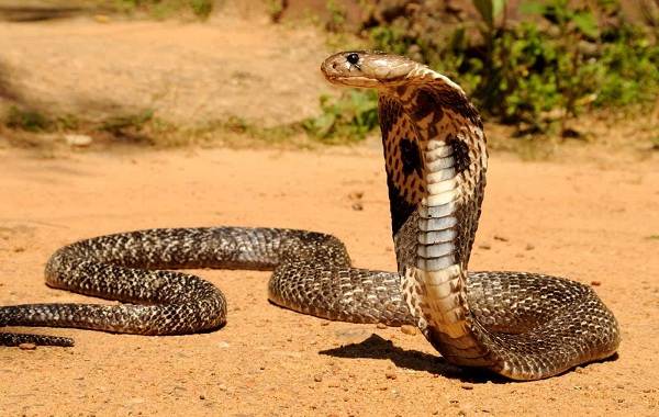 Кобра-змея-Описание-особенности-виды-образ-жизни-и-среда-обитания-кобры-11