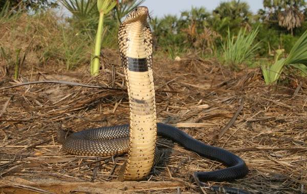 Кобра-змея-Описание-особенности-виды-образ-жизни-и-среда-обитания-кобры-12