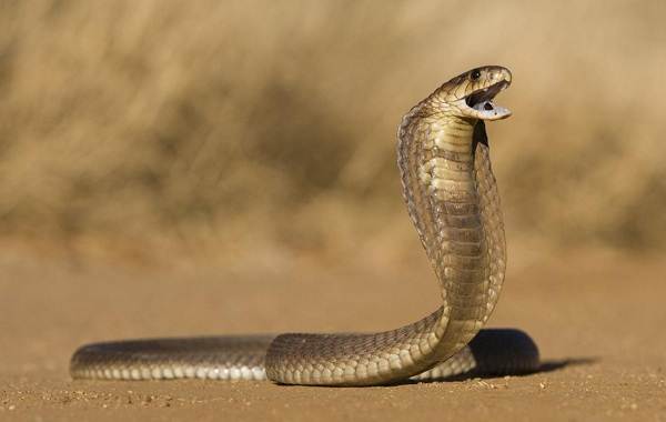 Кобра-змея-Описание-особенности-виды-образ-жизни-и-среда-обитания-кобры-13