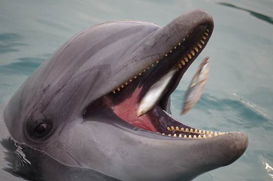 кормить дельфина во сне