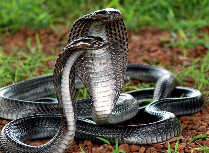 Королевская кобра животные, змеи, кобра, рептилии, страх, факты