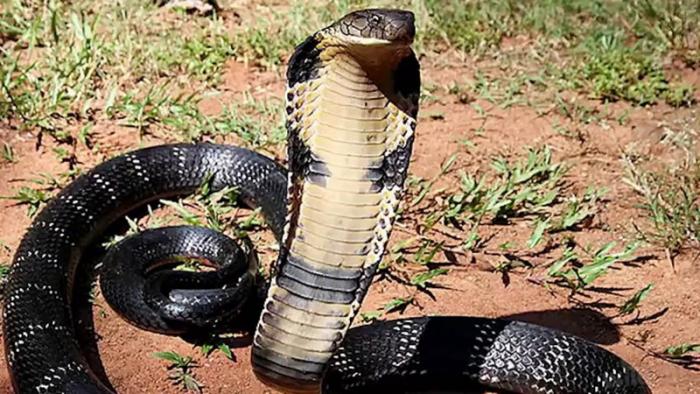 Королевская кобра животные, змеи, кобра, рептилии, страх, факты
