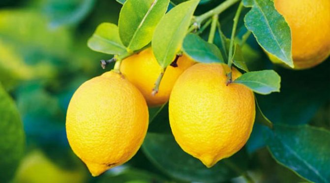 Лимон с солью для похудения, очищения, красоты и от сглаза