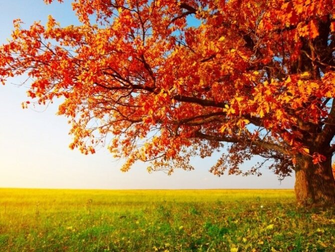Лучшее время для вдохновения: 10 причин полюбить осень
