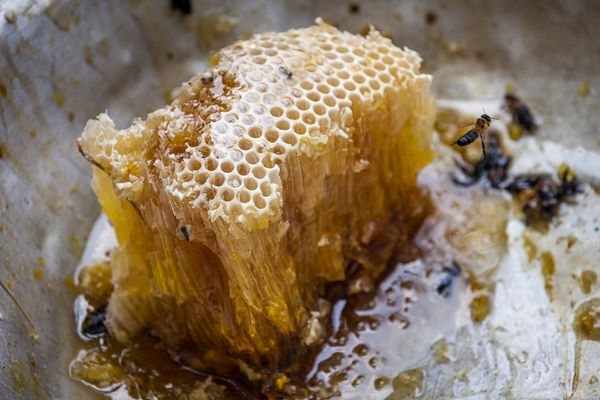 мед от домашних пчел