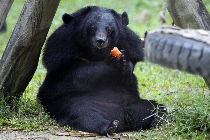 Медведи любят морковку