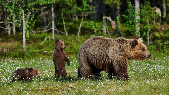 Медведи, медведица с медвежатами, природа, дикая природа, звери, животные, лес