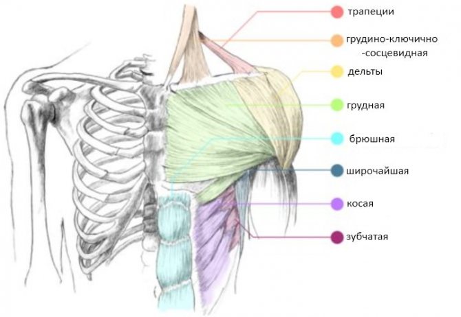 мышцы верхнего плечевого пояса