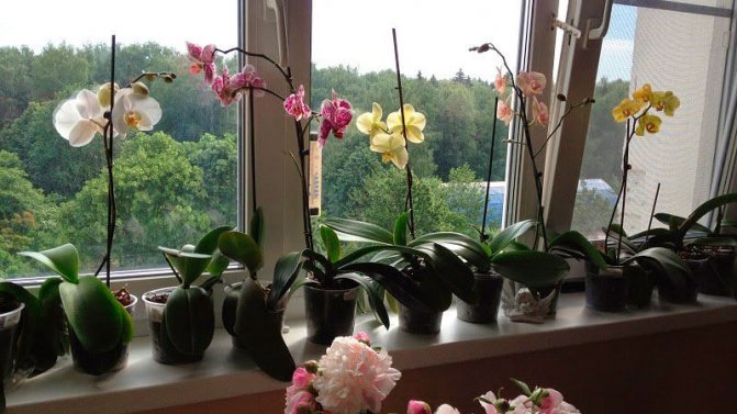 орхидея на балконе