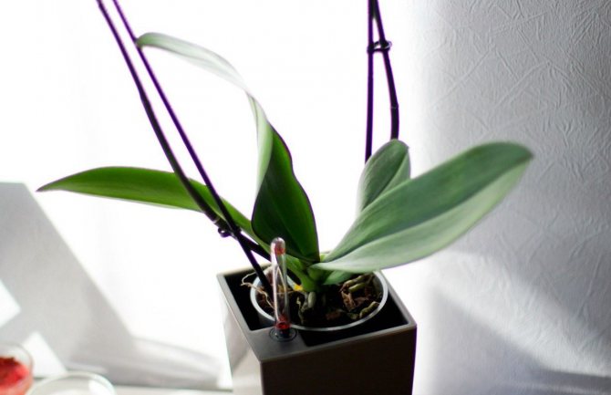 Орхидея в период покоя