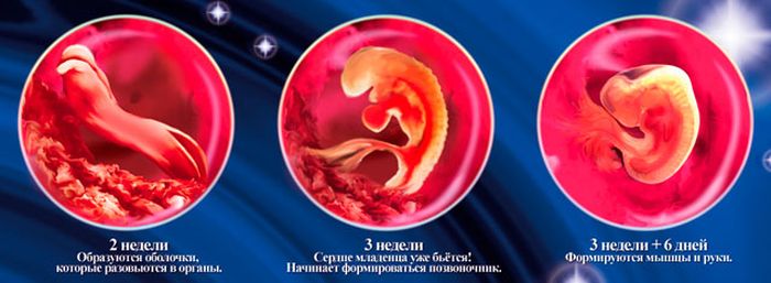 развитие эмбриона по неделям 2-3-4