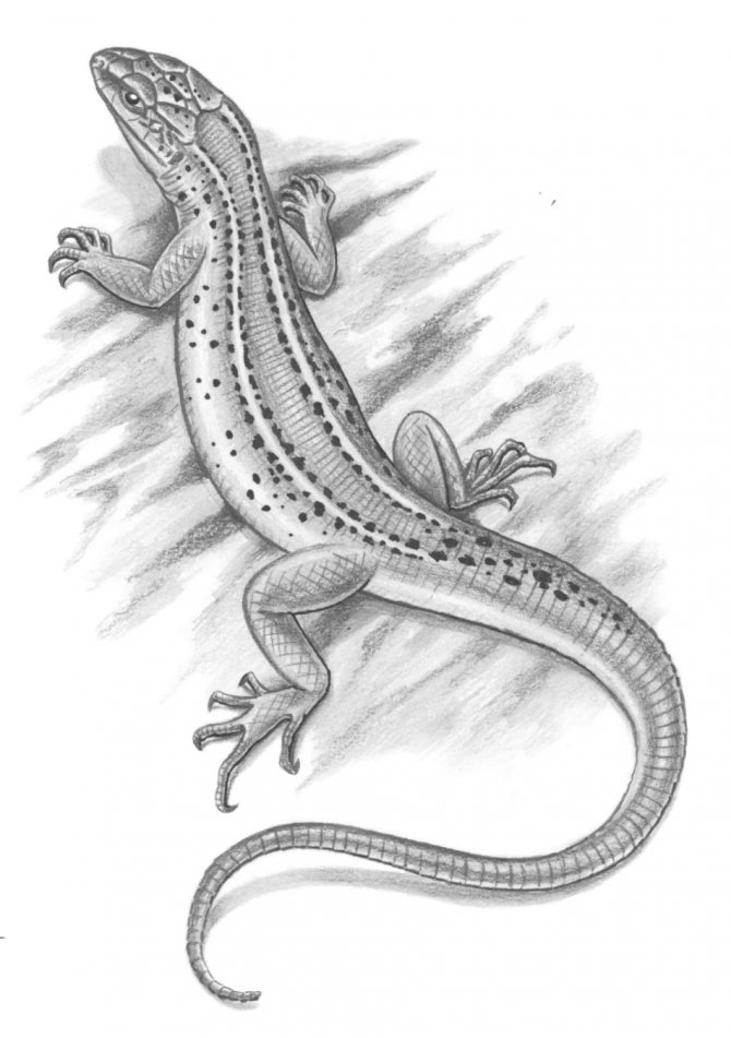 Рисунок татуировки на ногу с ящерицей