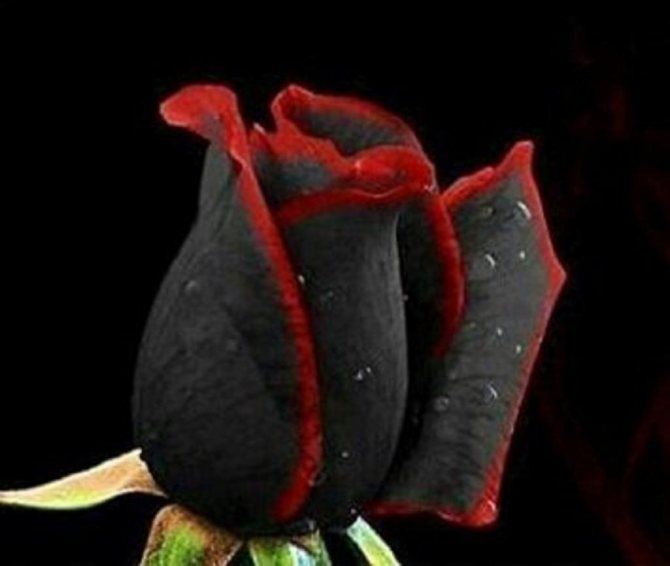 сонник черные розы