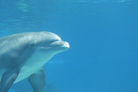 сонник дельфин