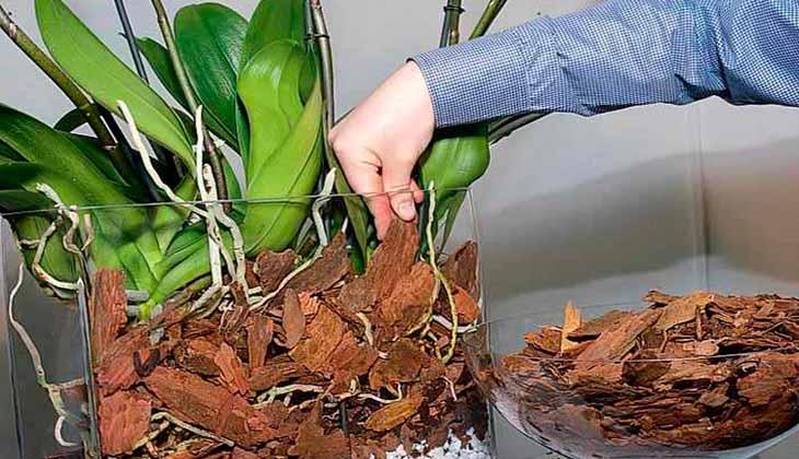 субстрат для растения орхидеи