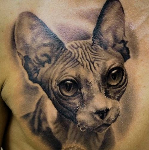 Тату кот-сфинкс, Crazy Tattoo