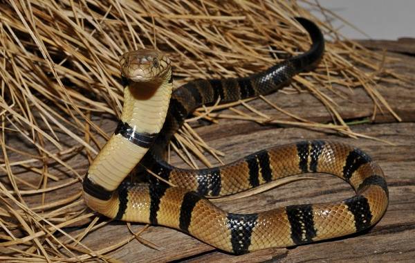 Виды-змей-Описание-особенности-названия-и-фото-видов-змей-15